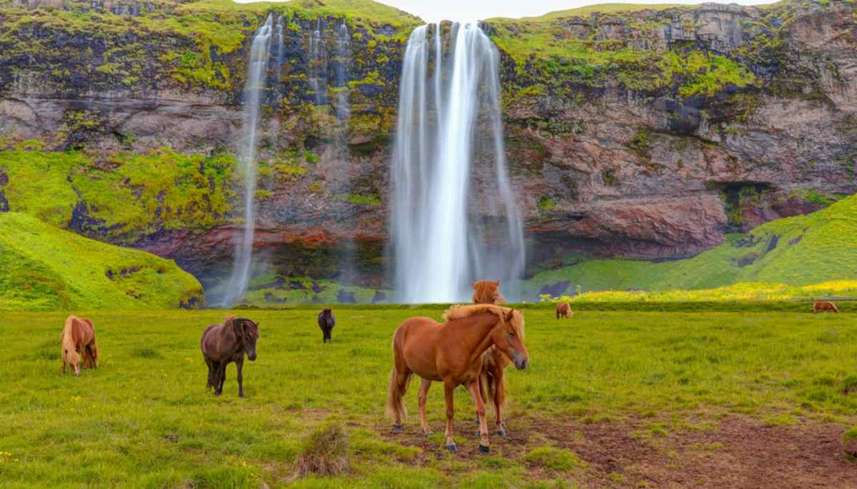 Cavalli islandesi al pascolo davanti a una cascata su parete rocciosa coperta di muschio.
